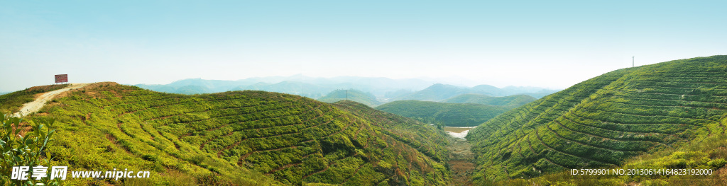 油茶山