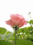 月季