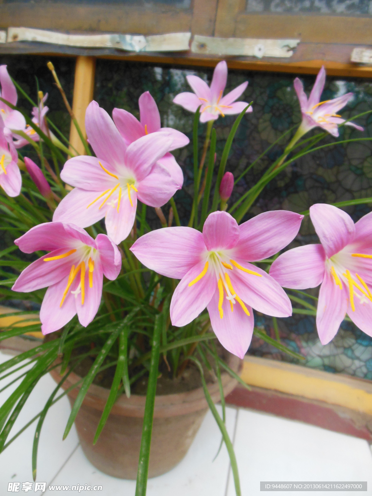 韭兰花