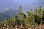 山色