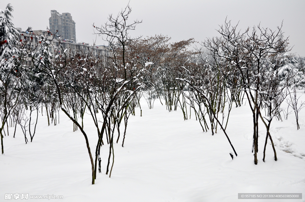 雪景