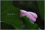 带雨荷花