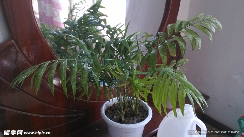 家养袖珍椰子