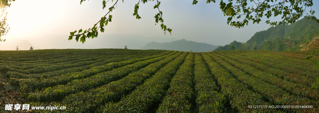 邓存茶叶