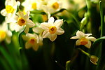 水仙花