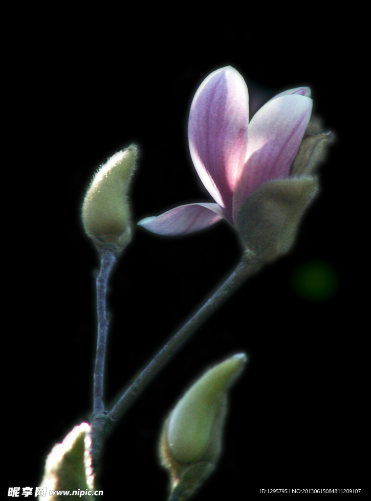 玉兰花
