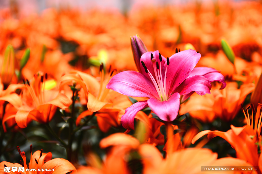 百合花