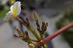 鸡蛋花