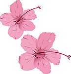 粉红色花