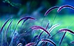 野草