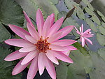 粉红色睡莲花