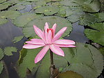 粉红色睡莲花