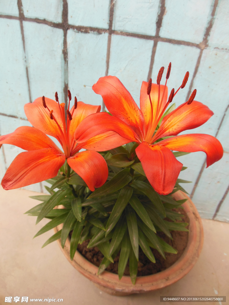 百合花