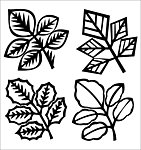 花纹