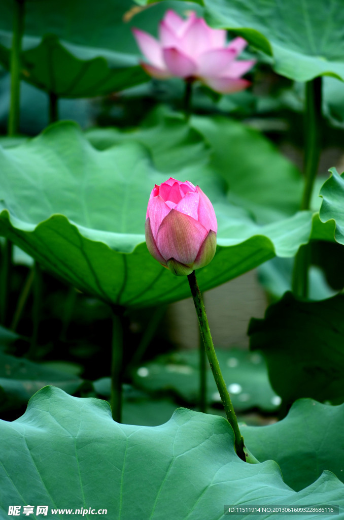 荷花