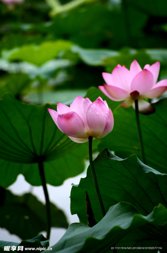 莲花