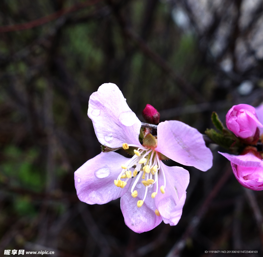 春天的校园的榆叶梅花
