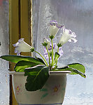 窗台芙蓉花