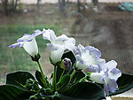 家中芙蓉花