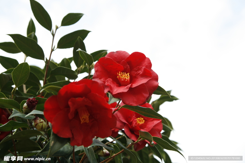 山茶花