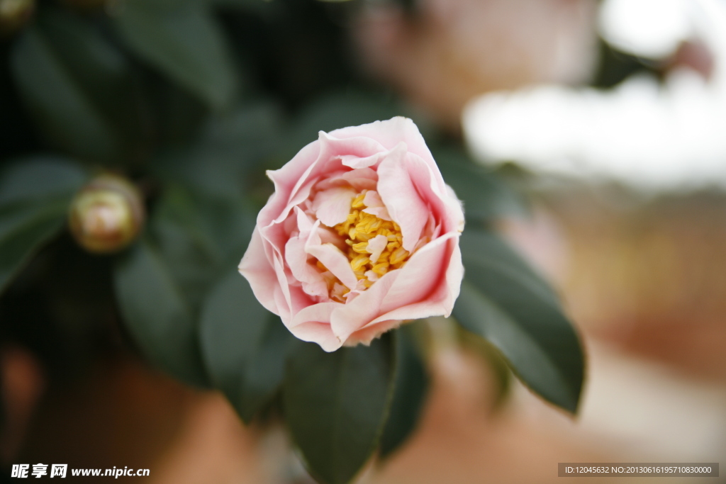 山茶花
