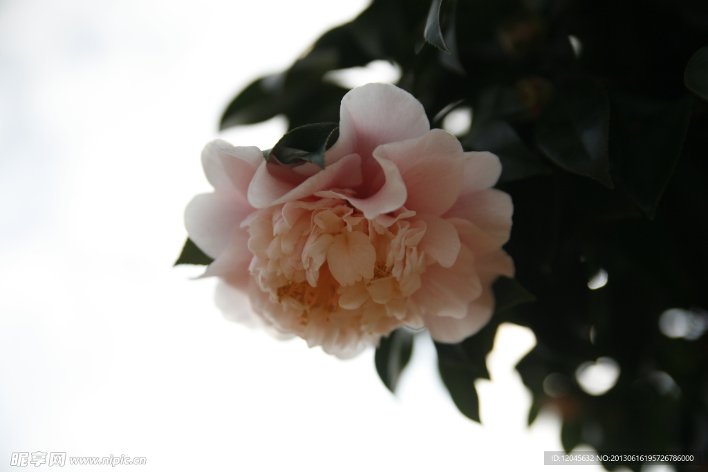 山茶花