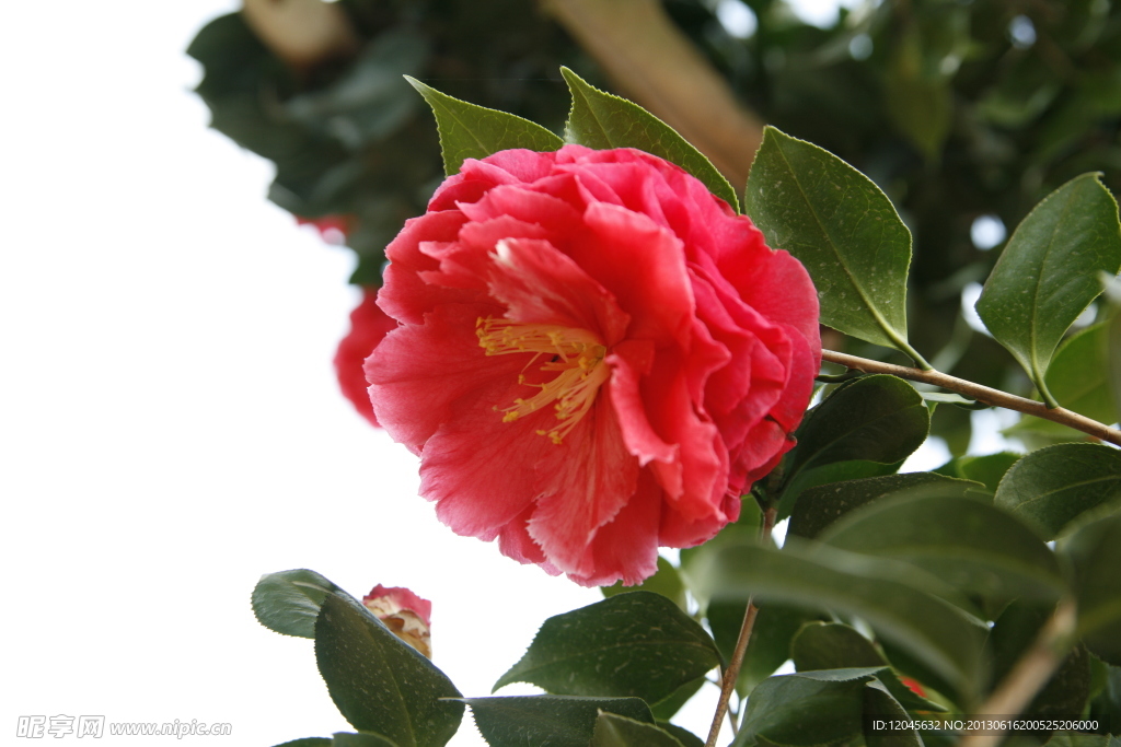 山茶花