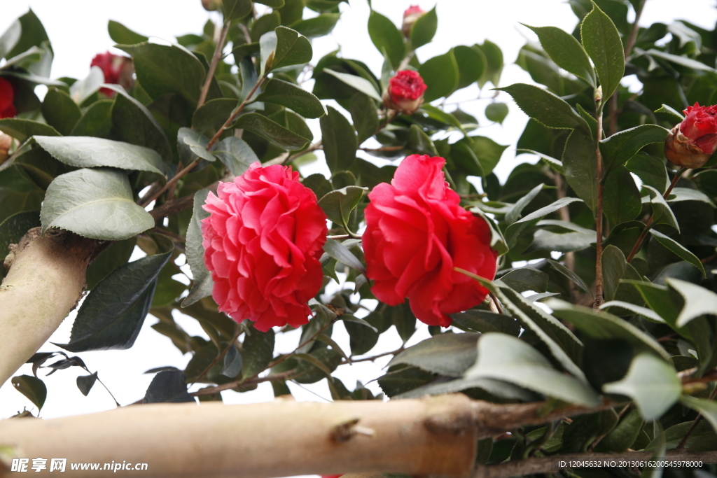 山茶花