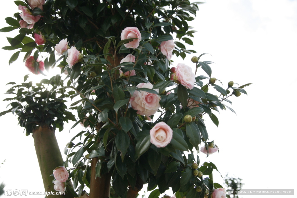 山茶花