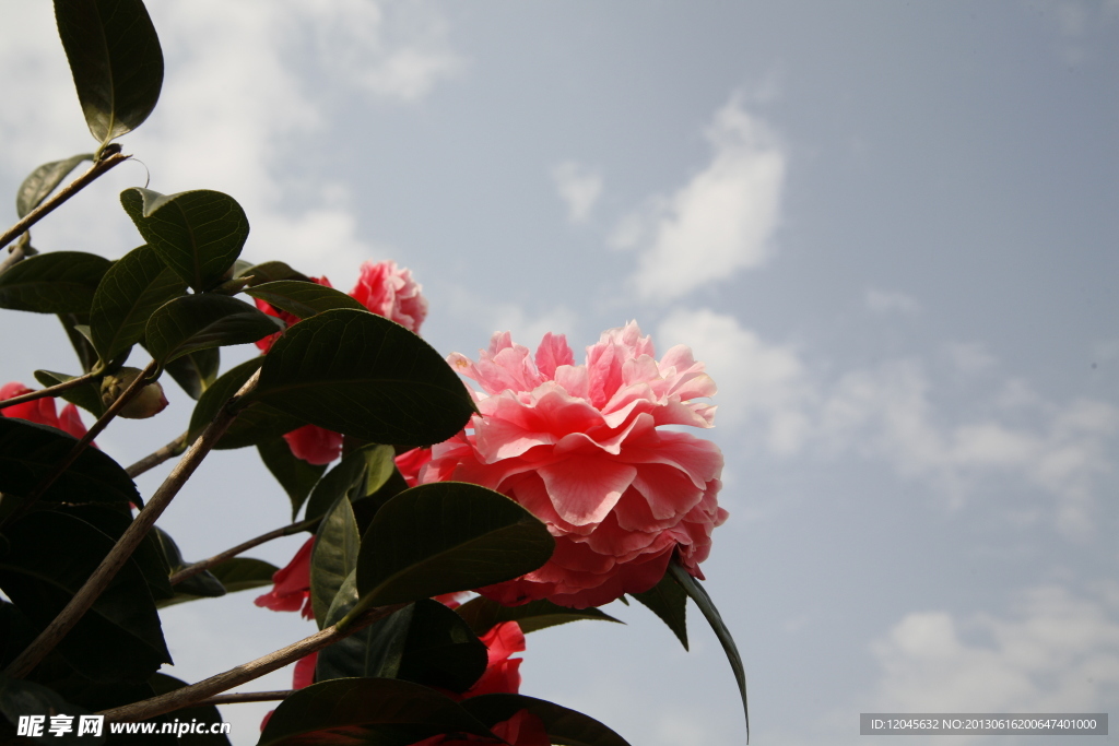 山茶花