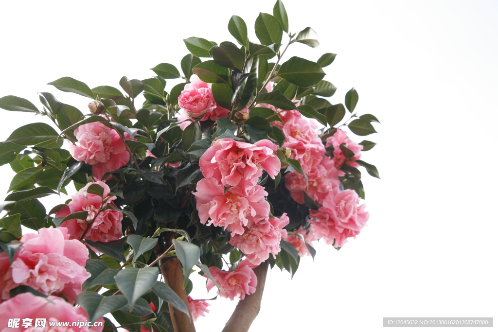 山茶花
