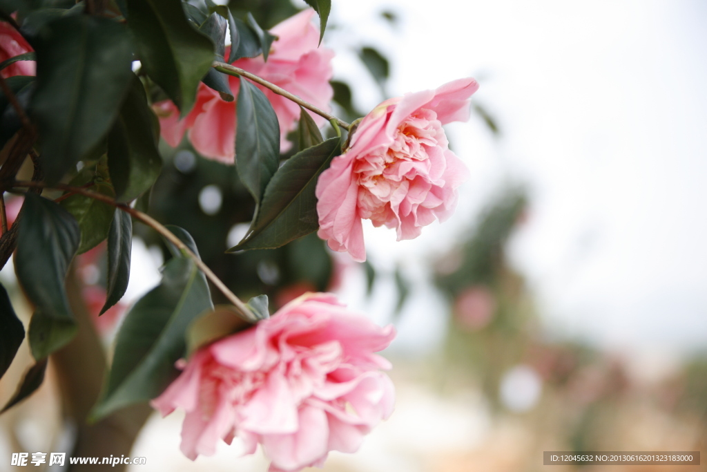 山茶花