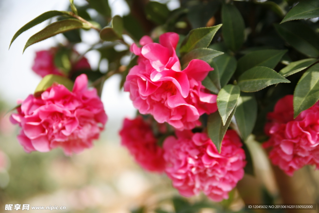 山茶花