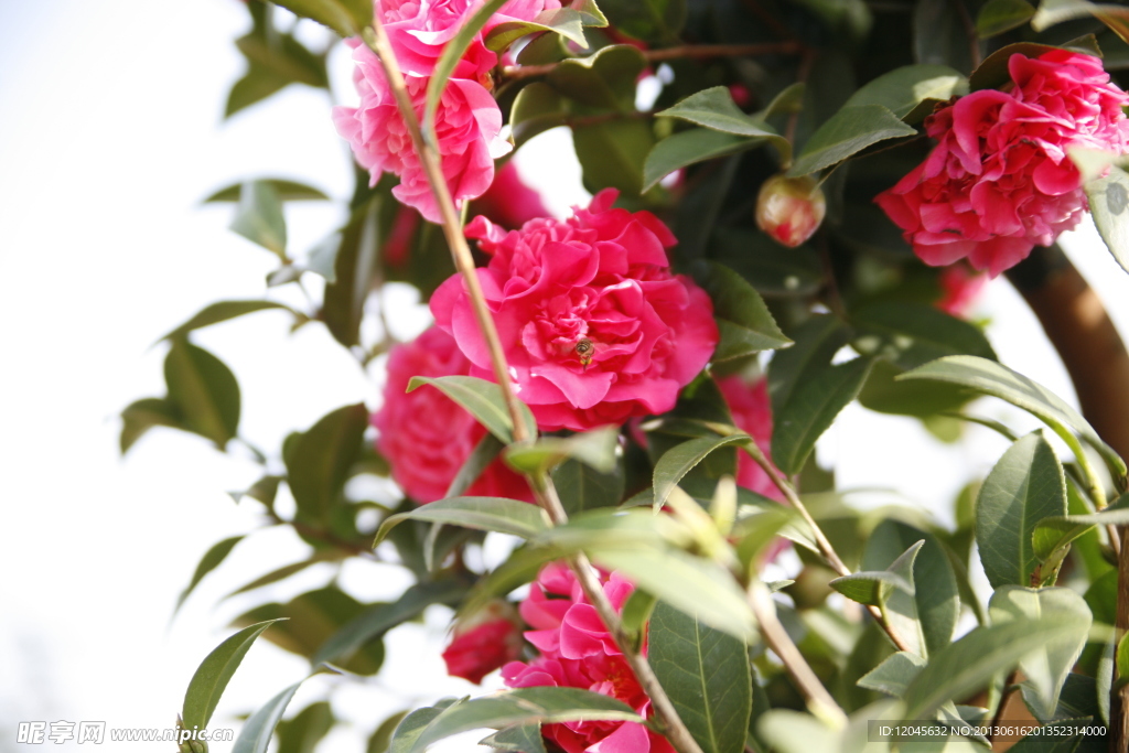 山茶花
