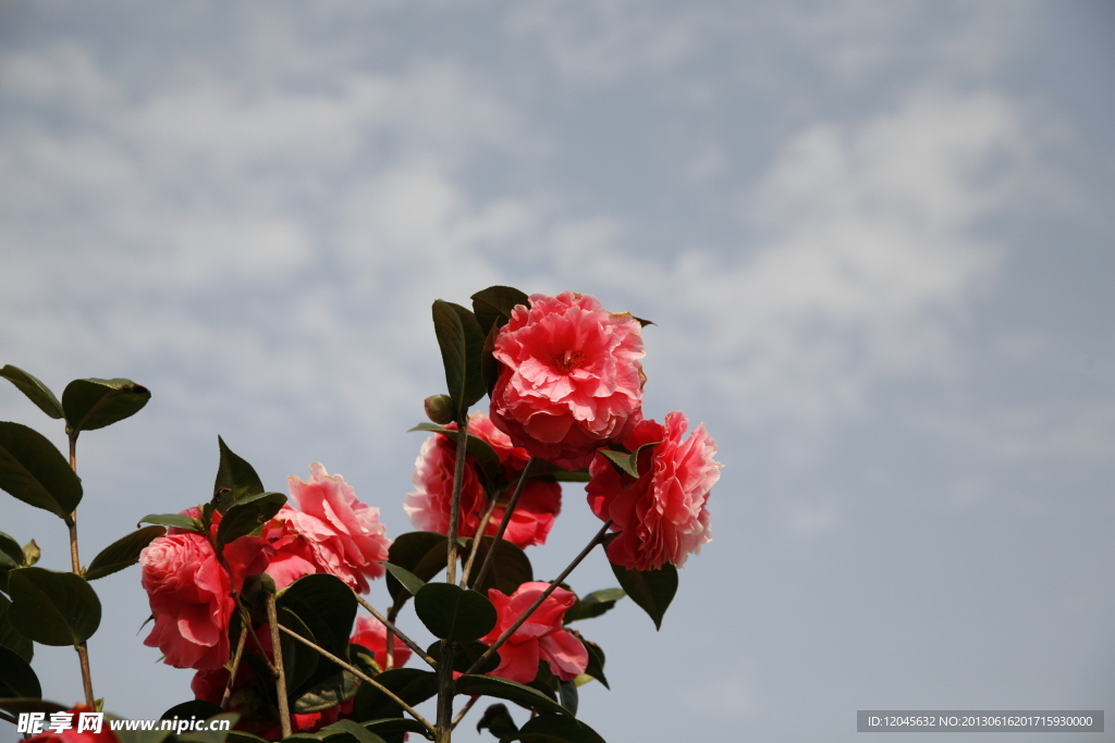 山茶花