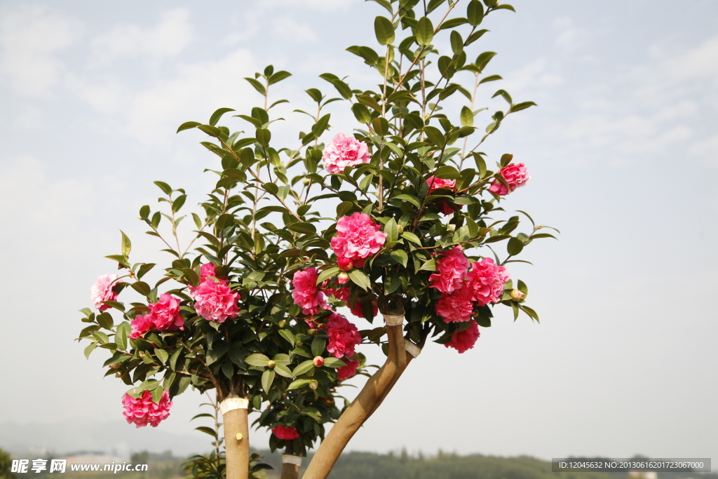 山茶花