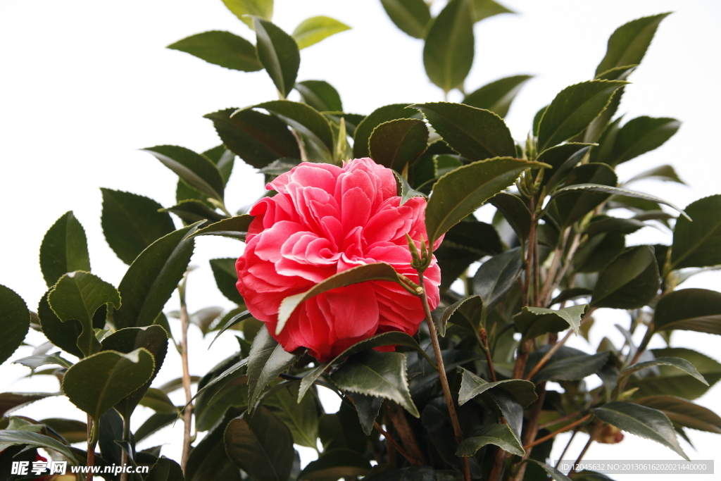 山茶花