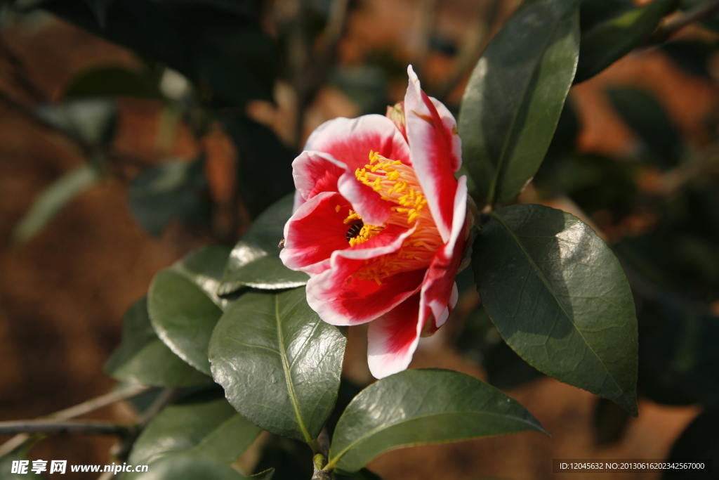 山茶花