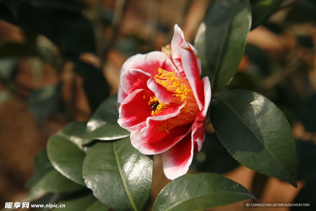 山茶花