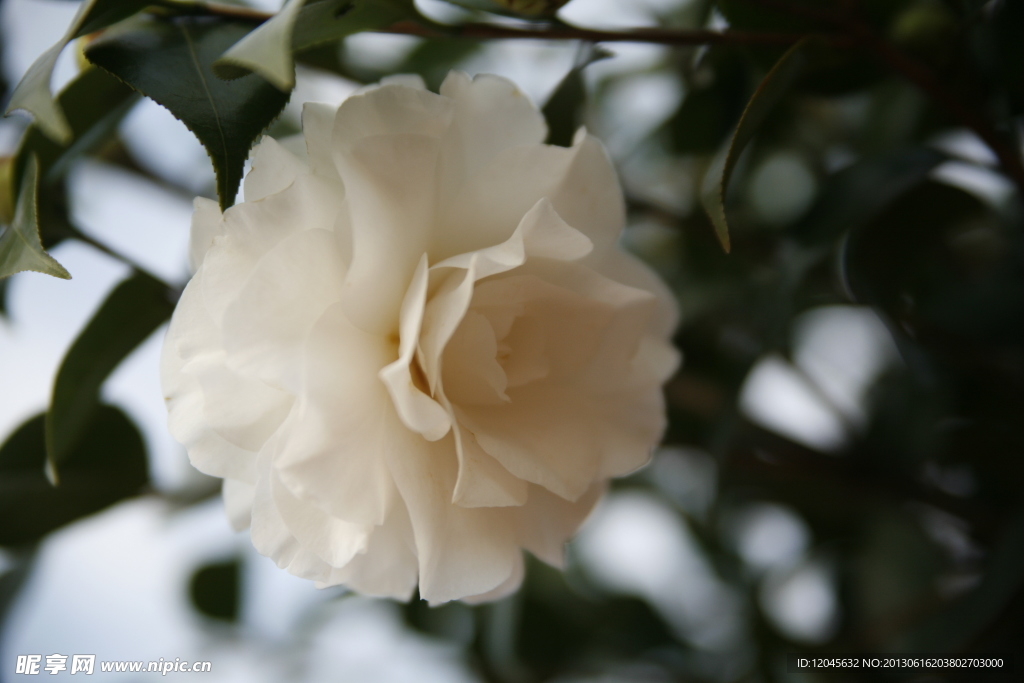 山茶花