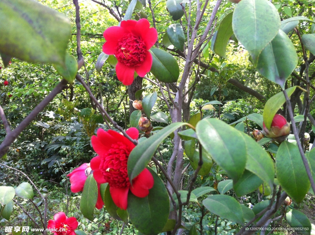 茶花