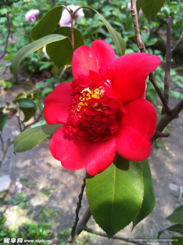 红色 茶花