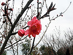 春天的桃花