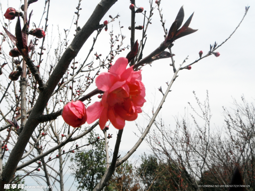 春天的桃花