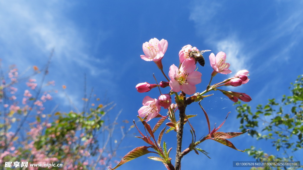 樱花