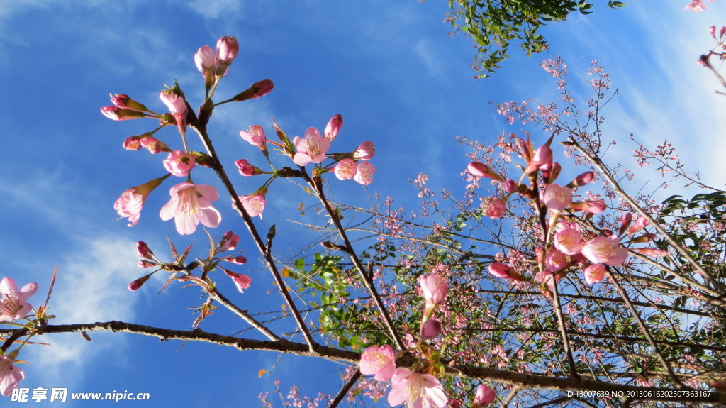 樱花