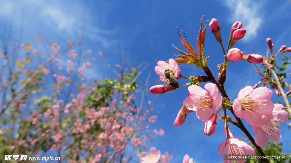 樱花