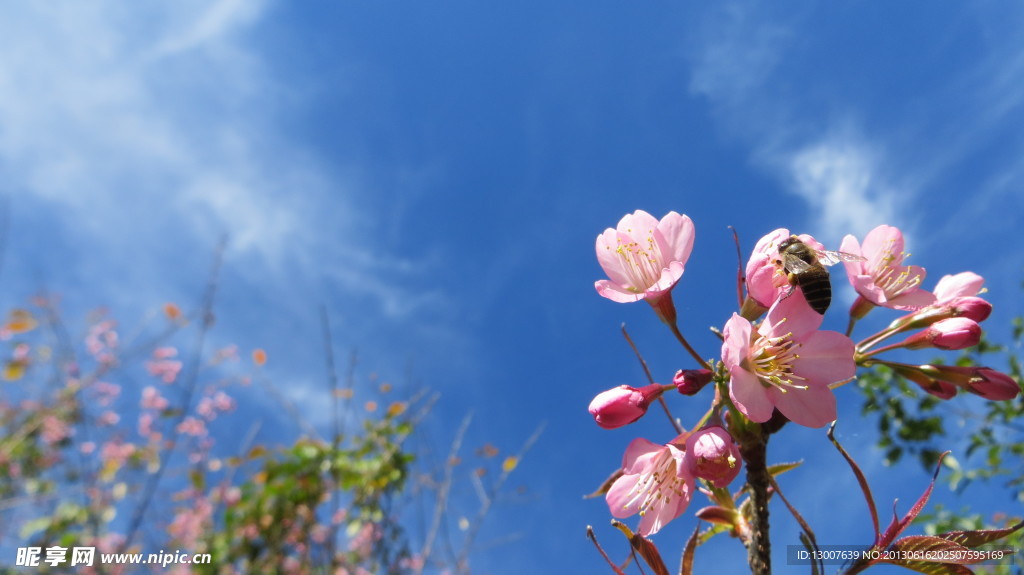 樱花