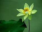 莲花