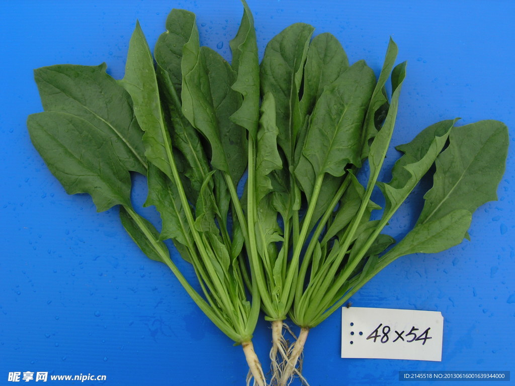 菠菜